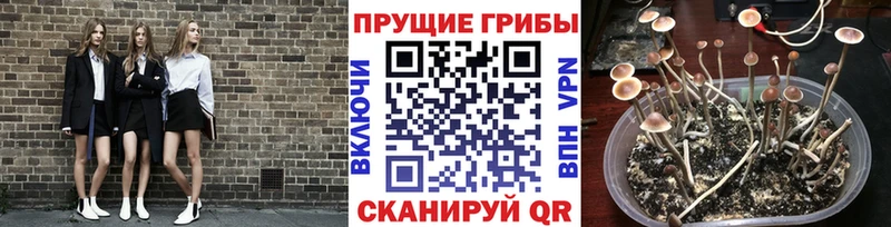 Псилоцибиновые грибы Psilocybine cubensis  Избербаш 